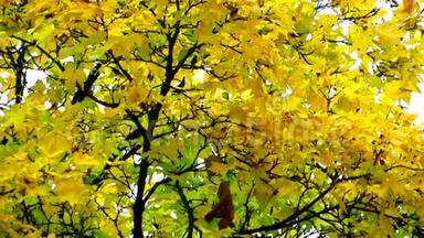 红黄绿湿的枫叶在雨中迎风爬行